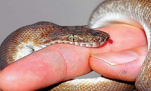  snake-bite 