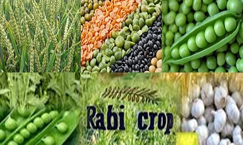 Rabi crops 