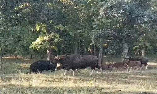 Bison rises in Pench