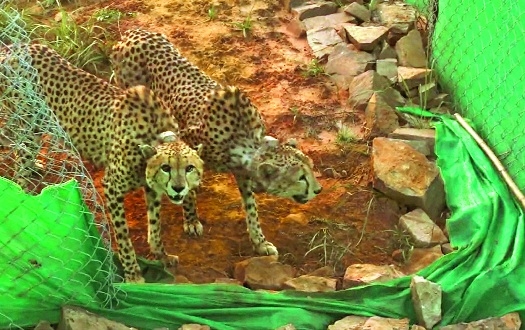 2 cheetahs at Kuno