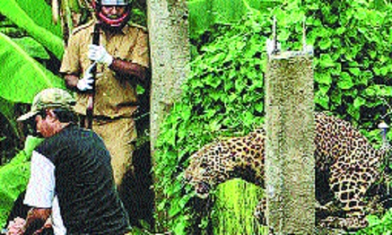 Man-animal conflict, territorial fights on the rise in State: Data - The  Hitavada