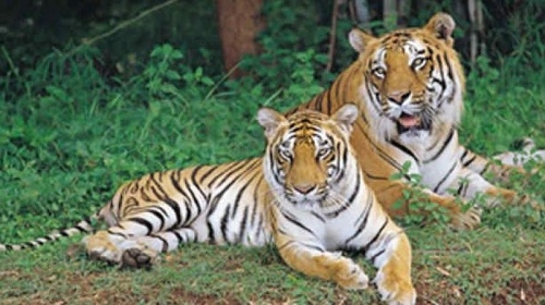  4 tiger reserves