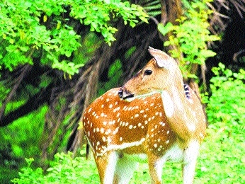 Van Vihar Park 
