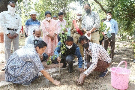 Collector plants saplings