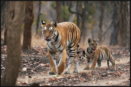 Tiger Safaris