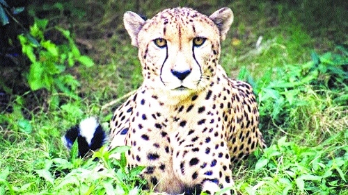 African Cheetah 