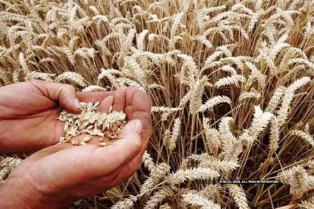 Traders back Govt’s move to put ban on wheat export