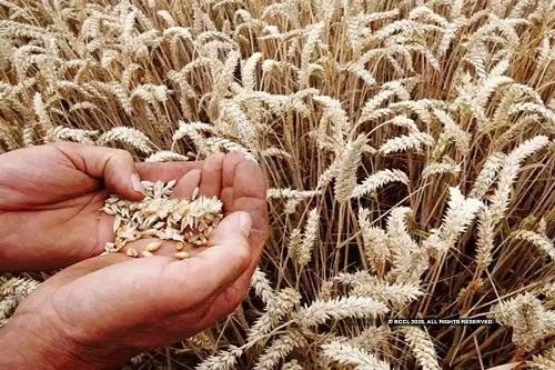 wheat export