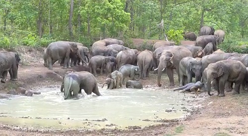 elephants back in Anuppur