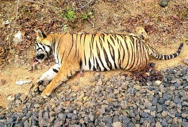 Tiger found dead