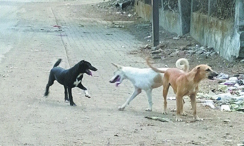 Stray dogs
