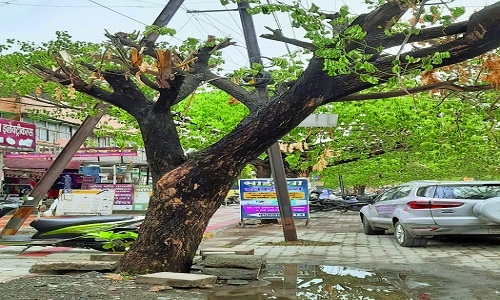 Urban Tree Act