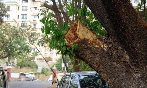 save leaning trees 
