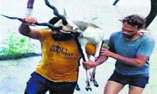 Male black deer dies