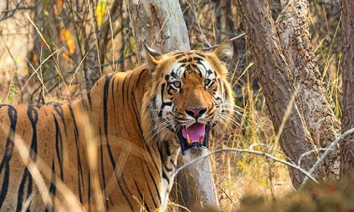 16 tiger deaths in 2022