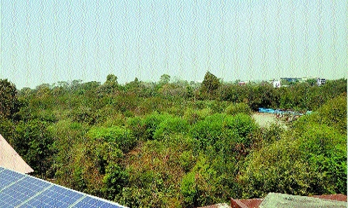 State Tree Authority to NMC