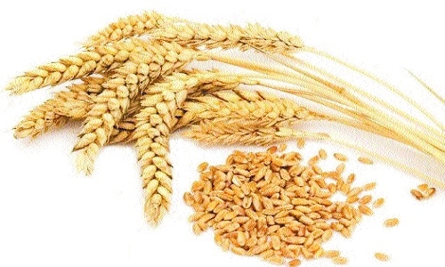 wheat stock in India