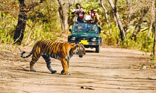 safaris in Chandrapur