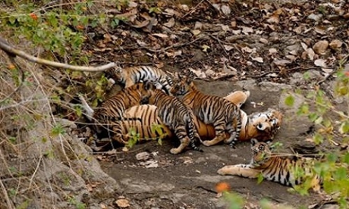 Pench Reserve
