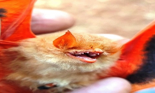 Orange bats