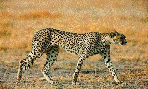 Kuno to have 12 more cheetahs
