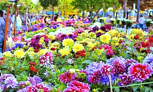 flower show