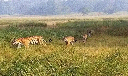 Tigress Neelam, 3 cubs 