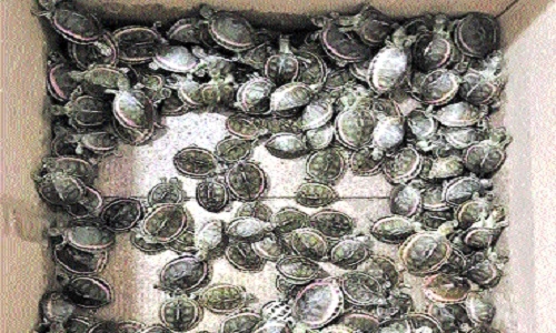 Tiger Strike Force, DRI rescue 282 Tent Turtles - Vimarsana News