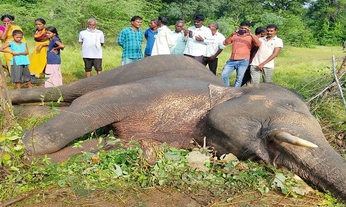 Man-elephant conflict New issue in Maharashtra. Forest Deptt working out complete new protocol. - Vimarsana News