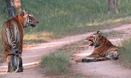 Pench Tiger Reserve anticipate rise in footfall with advent of winter - Vimarsana News