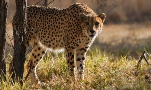 First Cheetah
