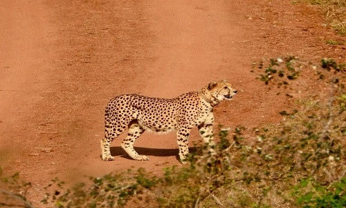 Kuno in news again...Are cheetahs crossing border in search of food? - Vimarsana News