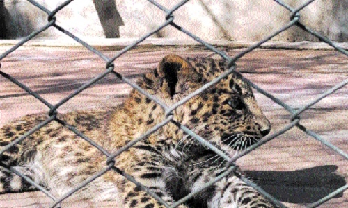 Leopard cub dies of pneumonia in Van Vihar - Vimarsana News
