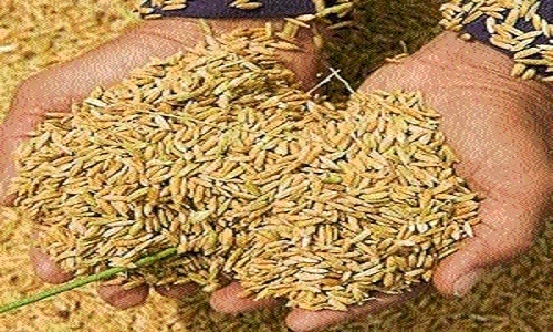 BJP's poll promiseon paddy to benefitseveral farmers - Vimarsana News