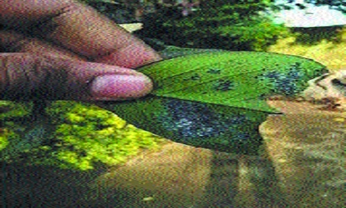 Kolshi
