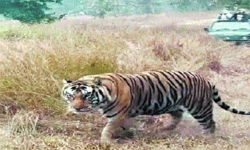 Carcass of tigress found in PTR, officials on toes