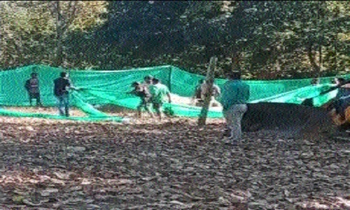 Female elephant dies 