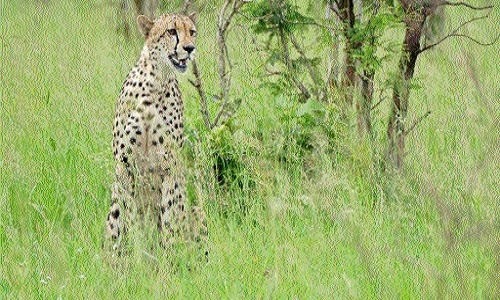 cheetahs released