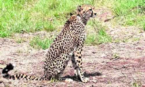cheetahs 