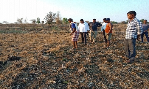 Standing crops damaged after heavy rainfall, hailstorm in Bua Bichia - Vimarsana News