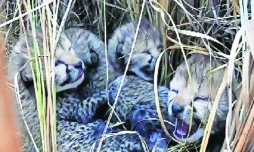 Namibian Cheetah Siyaya delivers 4 cubs 