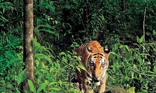 Tadoba-Andhari, Navegaon-Nagzira