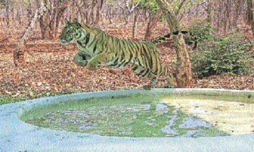 1,161 tigers estimated