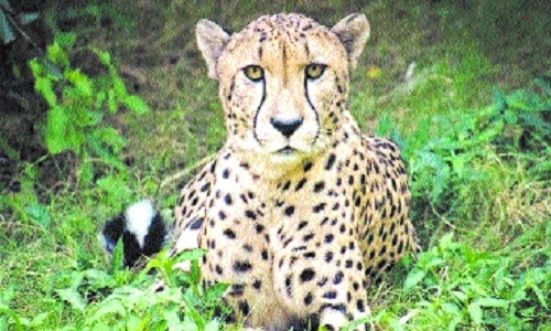 Cheetah Pawan rescued