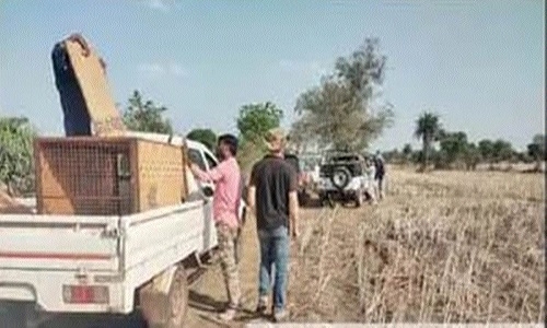 Cheetah Oban captured