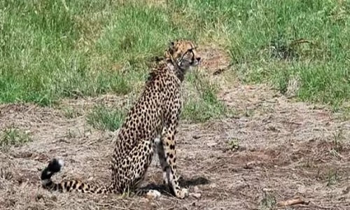 3rd cheetah dies