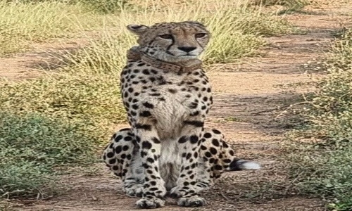 cheetah