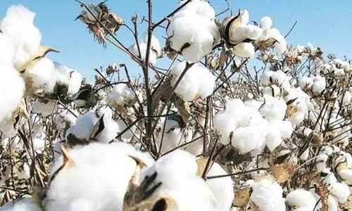 Cotton prices 