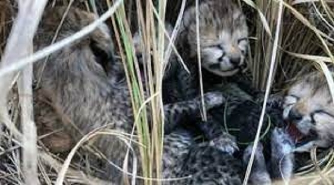 2 more cheetah cubs
