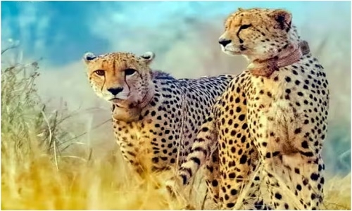 No shifting of cheetah outside